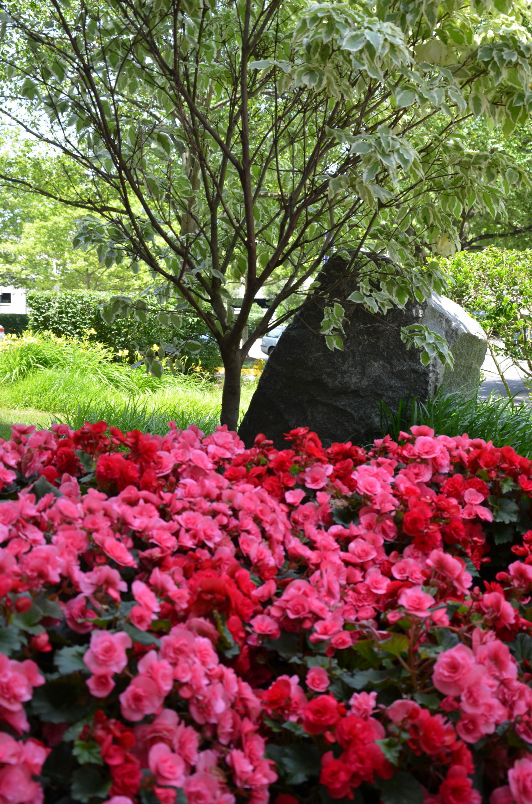 Thank You – Contact Us – Seasonal Flower Planting
