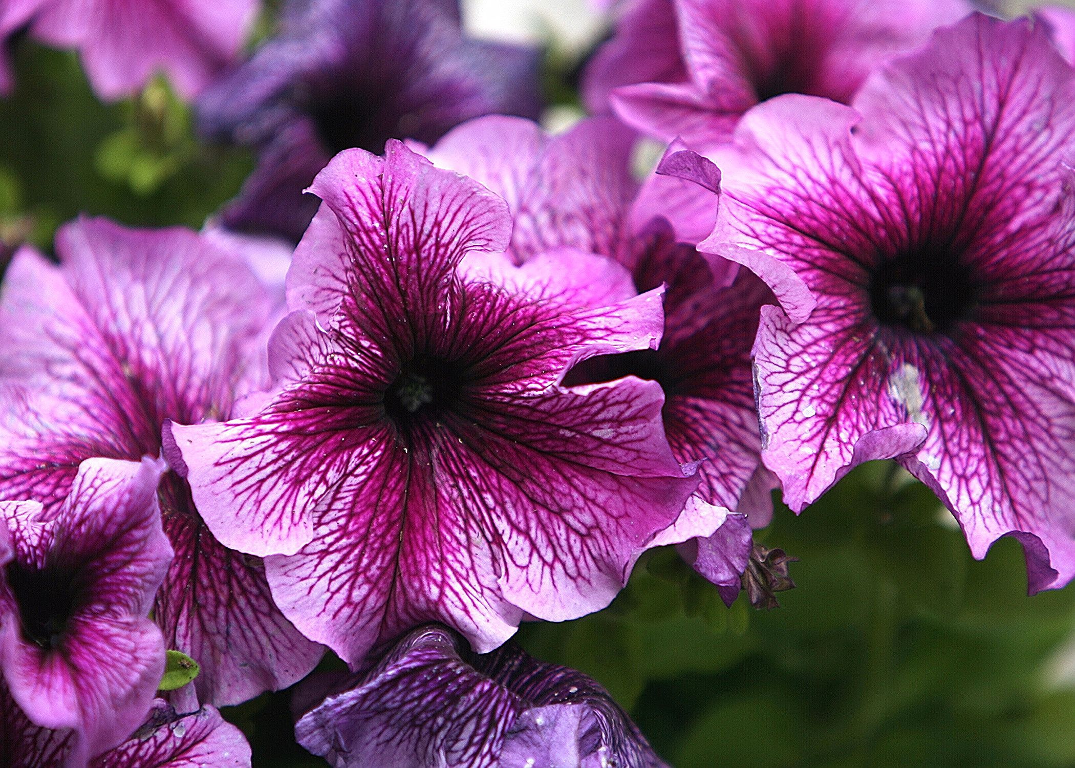 Annuals for Your Commercial Property