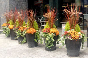 Fall Flower Plantings on commercial property