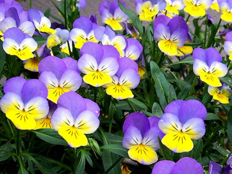 Difference Between Pansies and Violas Complete Landscaping