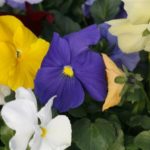 Crown Series Pansy - Complete Landscaping Service