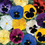 Pansy Delta Series - Complete Landscaping Service