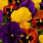 Pansy Majestic Giants - Complete Landscaping Service