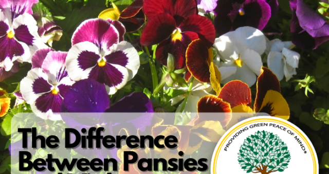 The Difference Between Pansies and Violas