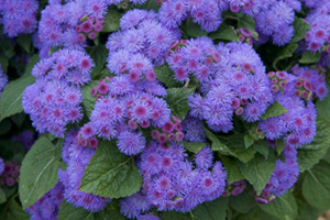 Ageratum Partial Sun Annuals