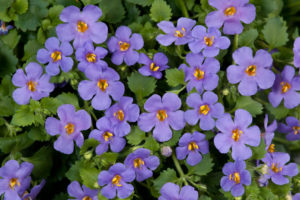 Bacopa Partial Sun Annuals