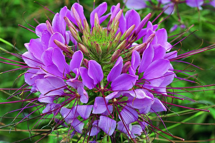 Cleome Full Sun Annuals