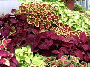 Coleus