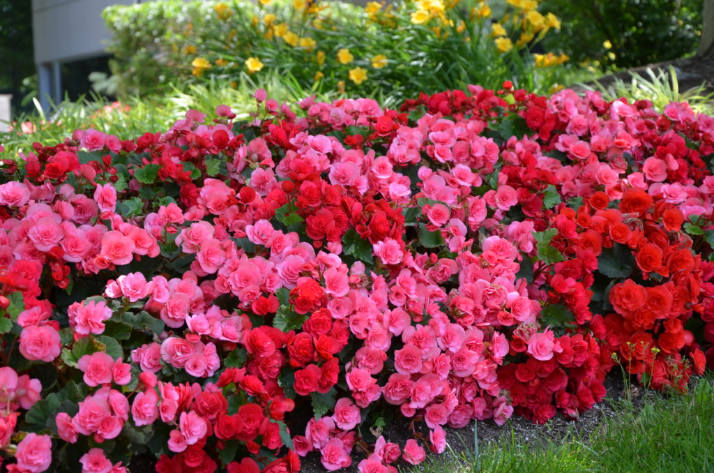 Fertilizing Annuals - Complete Landscaping Service