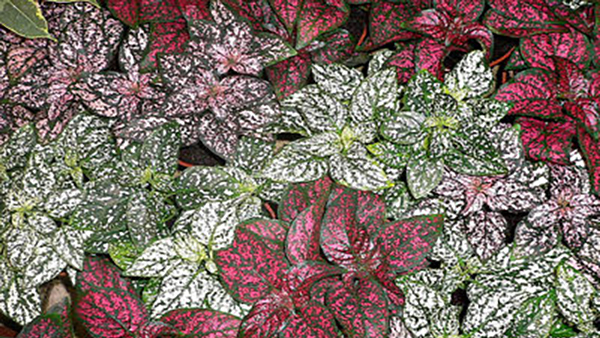 Hypoestes phyllostachya (Polka Dot Plant) Full Shade Annuals