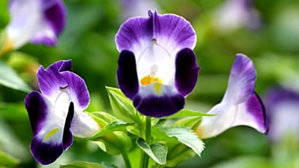 Torenia fournieri Full Shade Annuals
