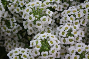Alyssum Full Sun Annuals