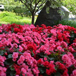 Best Annuals To Use For Commercial Landscapes In Maryland & Virginia