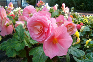 Begonias Partial Sun Annuals