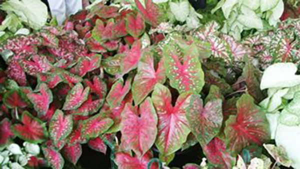 Caladium Full Shade Annuals