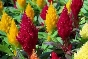 Celosia Full Sun Annuals