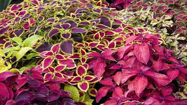 Coleus Full Shade Annuals