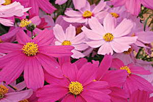 Cosmos Full Sun Annuals