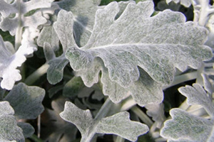 Dusty Miller Full Sun Annuals