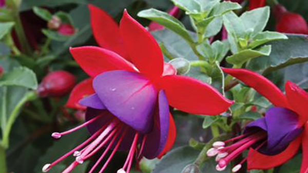 Fuschia Partial Shade Annuals