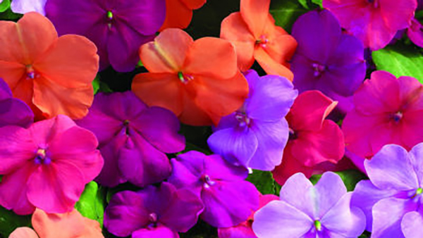 Impatiens Partial Shade Annuals