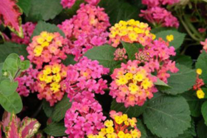 Lantana Full Sun Annuals
