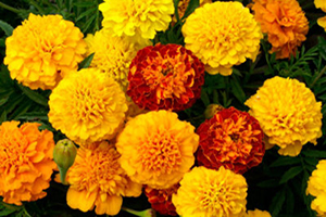 Marigolds Full Sun Annuals