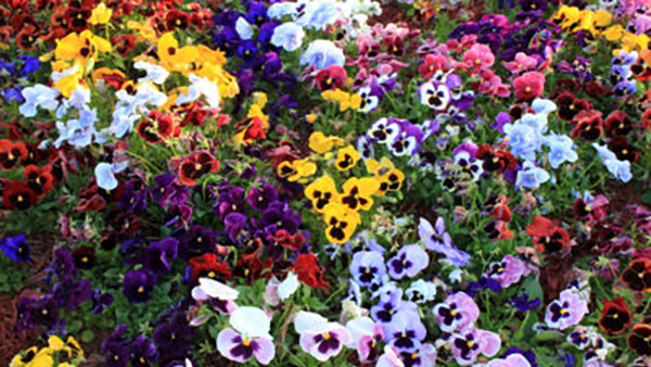 Pansies Partial Shade Annuals