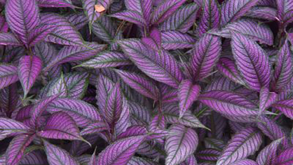 Persian Shield Partial Shade Annuals