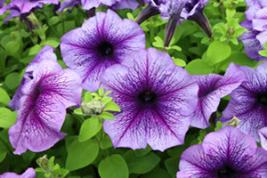 Petunia Full Sun Annuals