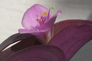 Purple Heart Full Sun Annuals
