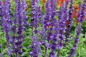 Salvia Full Sun Annuals