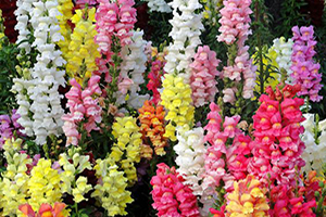 Snap Dragons Partial Sun Annuals
