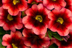 Superbells Full Sun Annuals