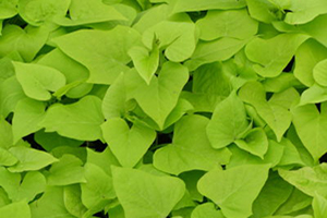 Sweet Potato Vine Partial Sun Annuals