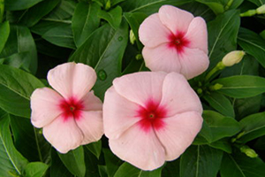 Vinca Full Sun Annuals