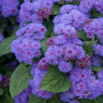 Healthy Annuals for Your Commercial Property - Complete Landscaping