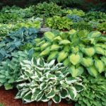 Hostas