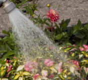 How to Ensure Healthy Annuals for Your Commercial Property - Complete Landscaping