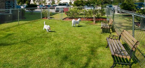 Attracting Dog Loving Tenants to Your Property with Dog Parks - Complete Landscaping Service