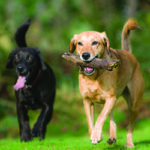 Attracting Dog Loving Tenants with Dog Parks