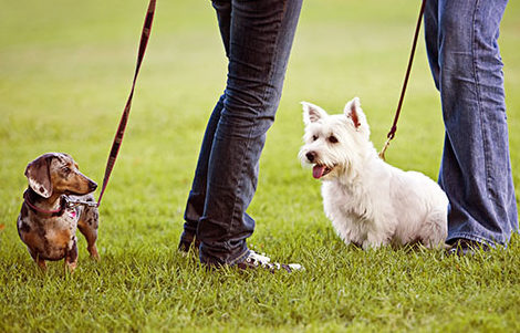 Attracting Dog Loving Tenants to Your Property with Dog Parks - Complete Landscaping Service