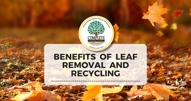 Benefits of Leaf Removal and Recycling