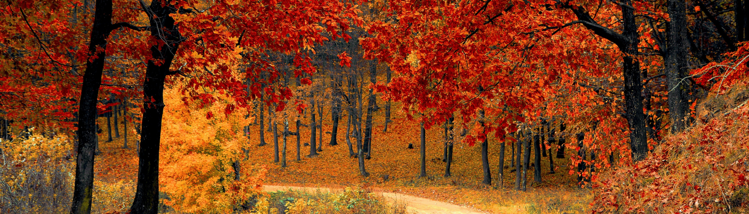 leaf removal banner