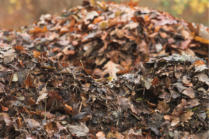 leaf pile