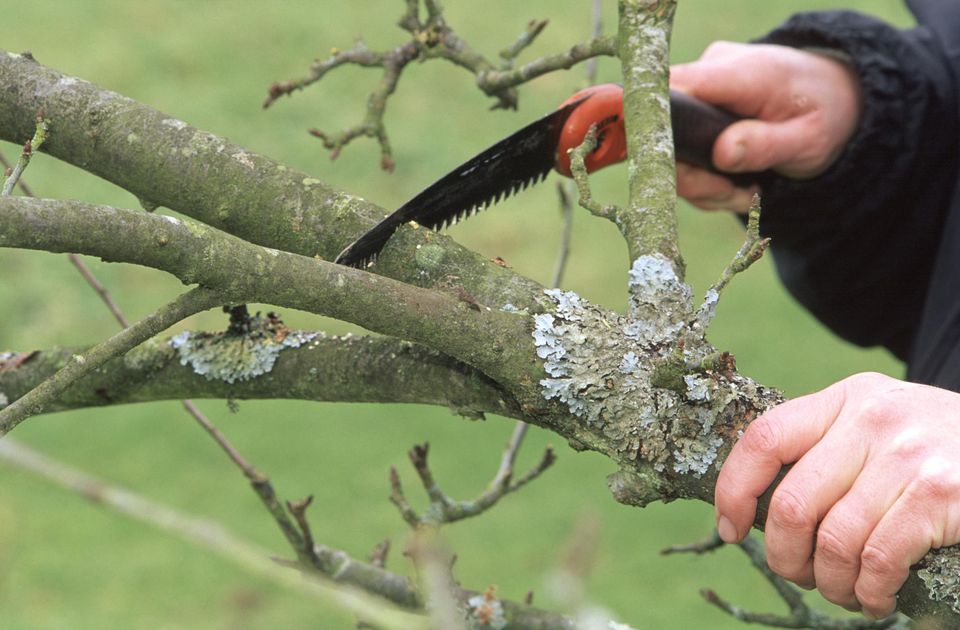 When to Prune Plants - A Handy Guide - Complete Landscaping Service - MD, DC, VA