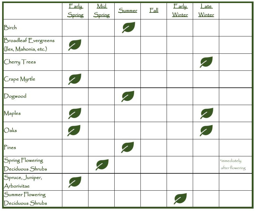 When to Prune Plants - A Handy Guide - Complete Landscaping Service