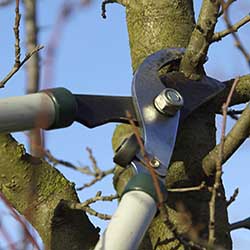 When to Prune Plants – A Handy Guide