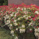 best spring flowering shrubs | complete landscaping service - md, dc, va