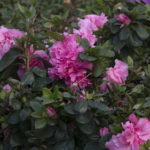 best spring flowering shrubs for commercial properties | complete landscaping service - md, dc, va